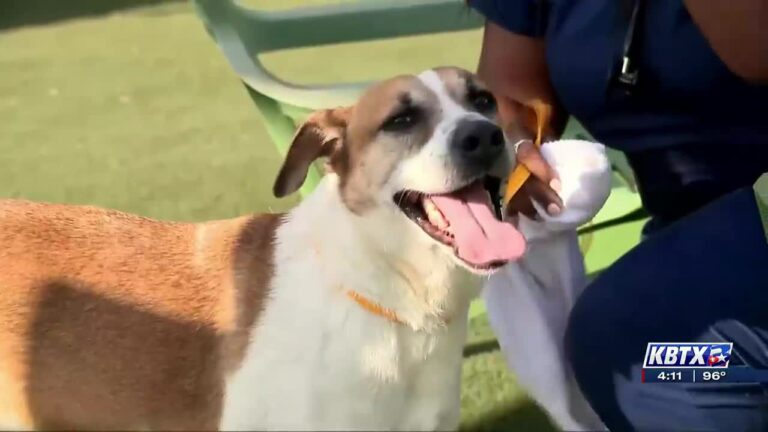 Focus at Four: Keeping your pets safe in a heat wave