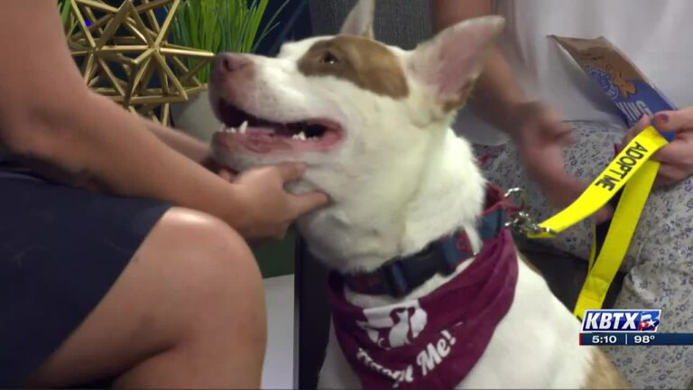 Aggieland Humane Society Pet of the Week: Caterpillar