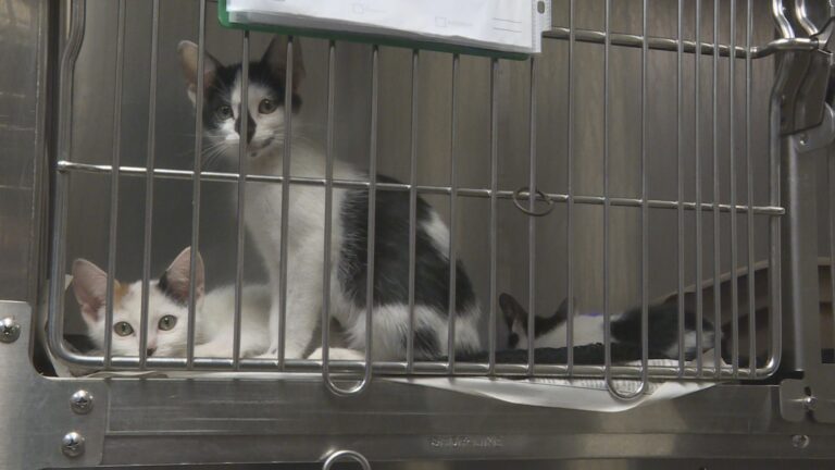 The dogs and cats at the Bryan Animal Center are looking for their forever home