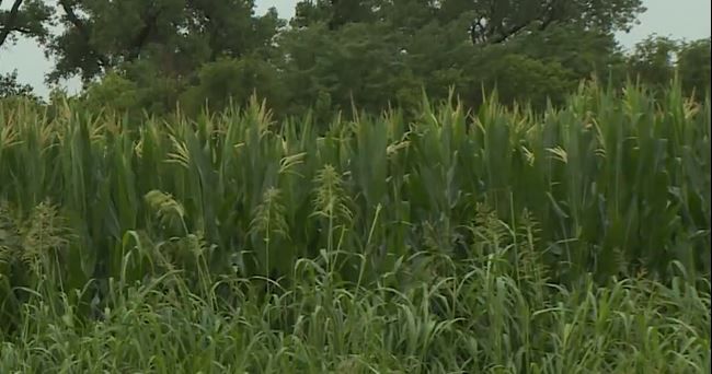 From The Ground Up: Corn growing well thanks to springtime rain