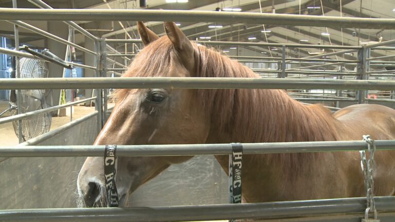 Hundreds of students in Bryan for 60th Annual Texas State 4-H Horse Show