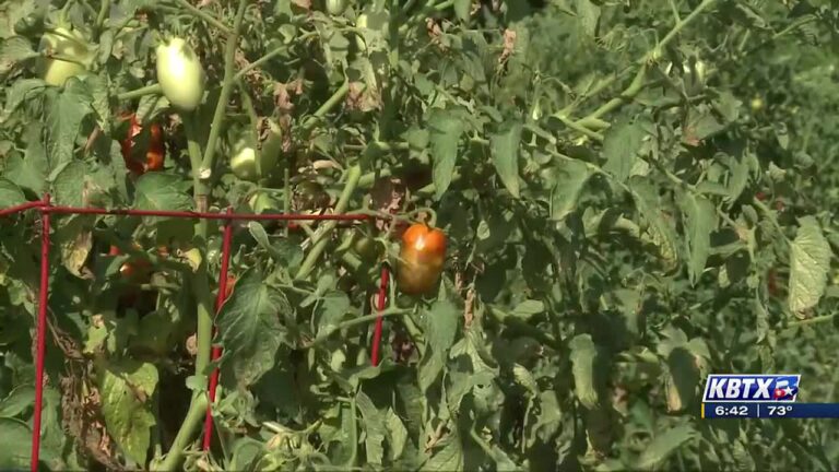 Weekend Gardener: Transition time for vegetable gardens