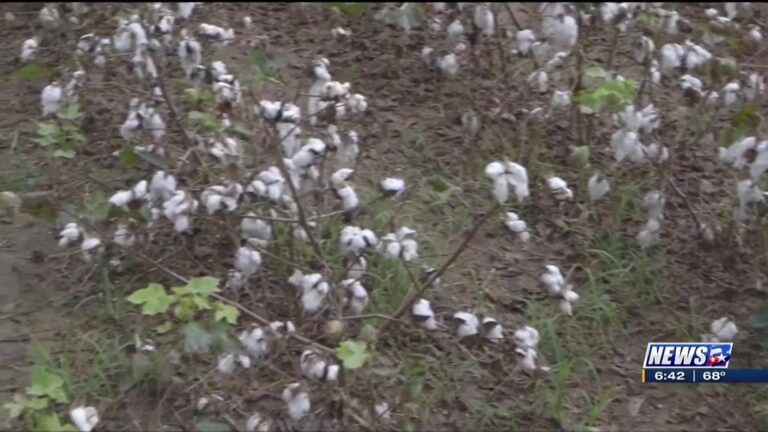 From The Ground Up: Triple digit temperatures hurting cotton season