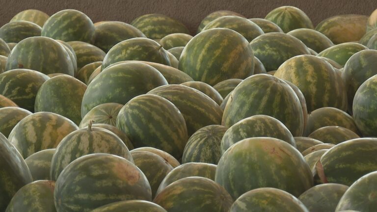 From fields to stores: Wiggins Watermelon production in the Brazos Valley