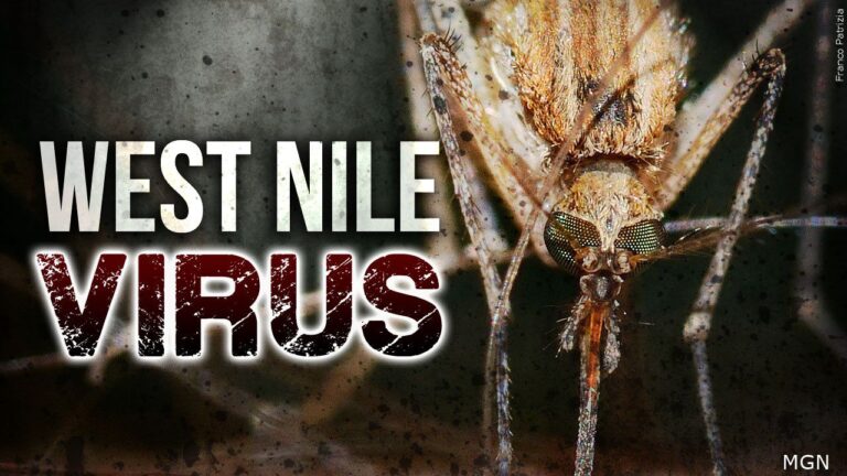 Mosquitoes in Brazos County test positive for West Nile Virus