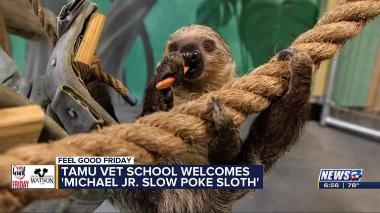 TAMU Vet School welcomes two-toed sloth