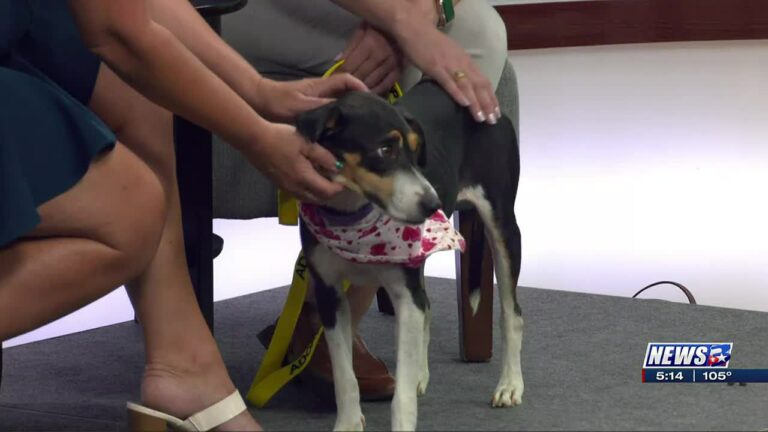 Aggieland Humane Society Pet of the Week: Jolene