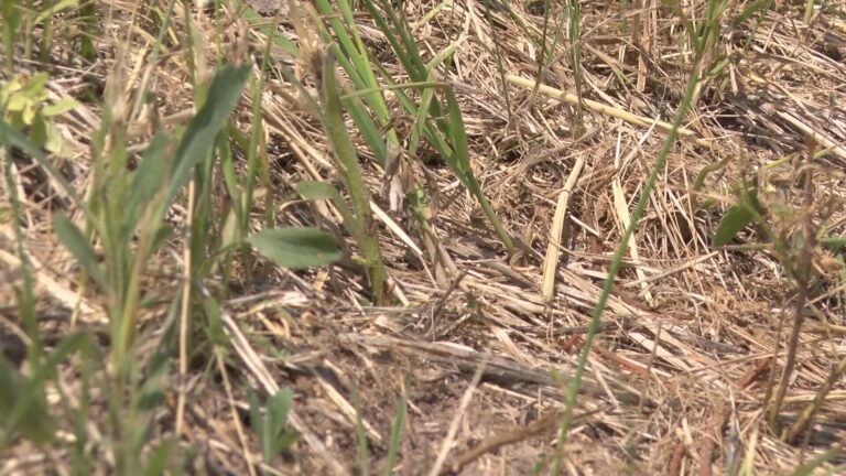 Brazos County declares disaster for severe drought, wildfires