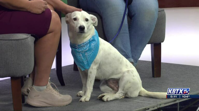 Aggieland Humane Society Pet of the Week: Flora