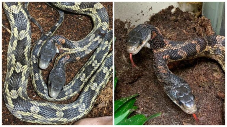 Double Trouble: Two-headed snake back on display at Waco’s Cameron Park Zoo