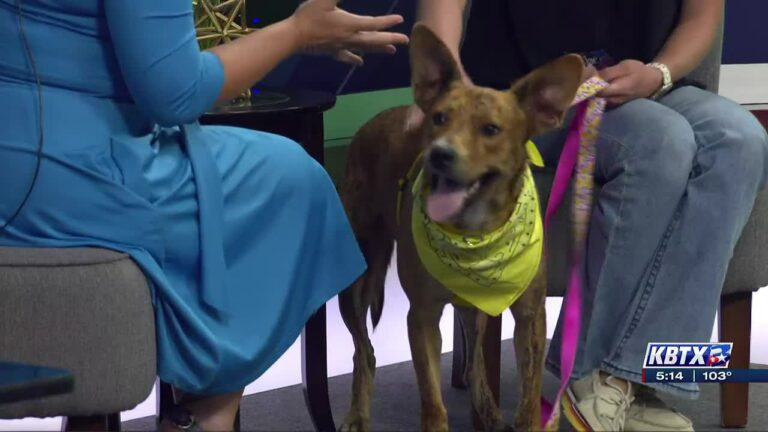 Aggieland Humane Society Pet of the Week: Zing