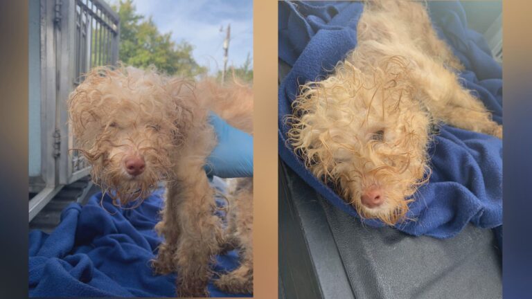 Police searching for person who abandonded this pup near dumpters in College Station