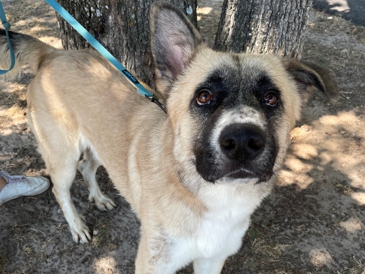 Aggieland Humane Society at capacity, looking for people to adopt