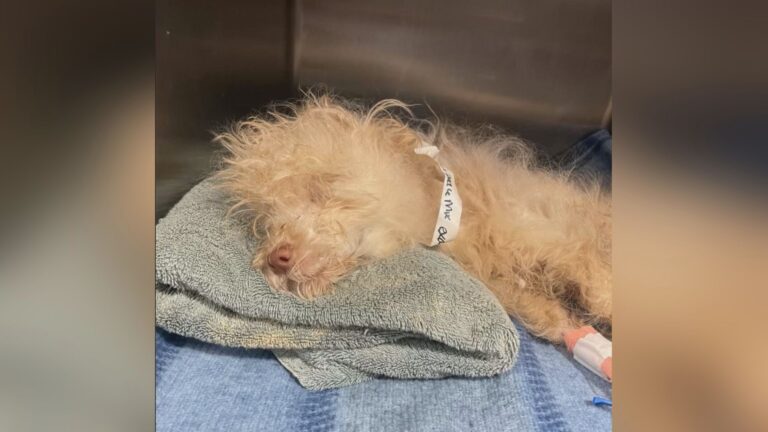 Abandoned, critically ill puppy continues to receive care