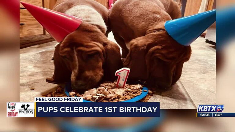 Pups celebrate 1st birthday with special dog treat