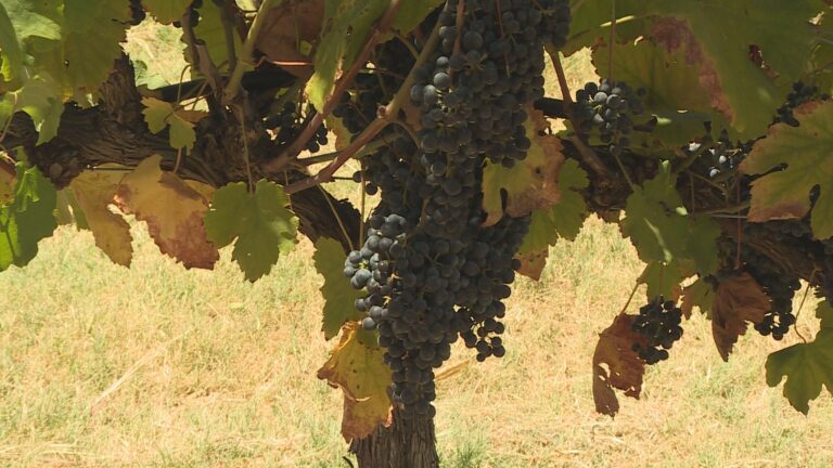 Messina Hof Winery not concerned about harvest despite triple digit temperatures