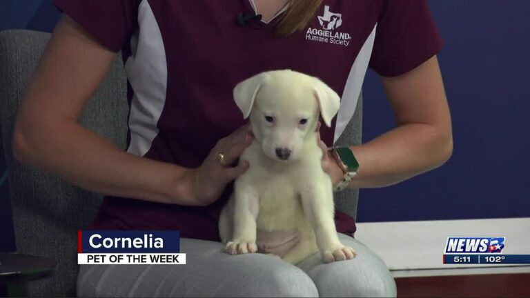 Aggieland Humane Society Pet of the Week: Cornelia