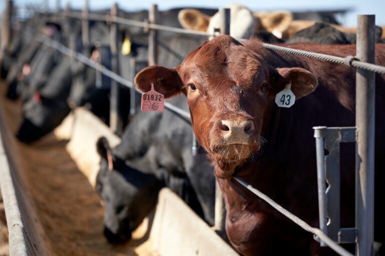 From the Ground Up: Cattle ranchers embrace new technologies