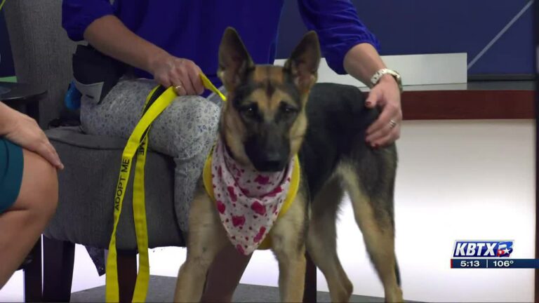 Aggieland Humane Society Pet of the Week: Esmeralda