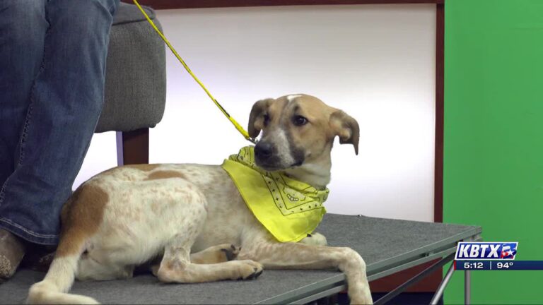 Aggieland Humane Society Pet of the Week: Levi