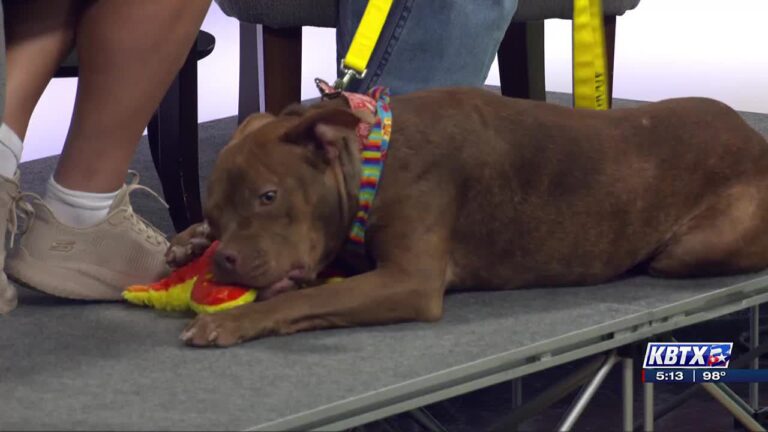 Aggieland Humane Society Pet of the Week: Beetle