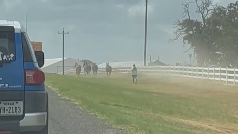 Caught on camera: Good Samaritans help round up loose horses along highway