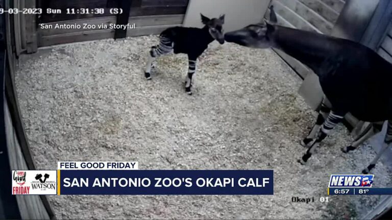 San Antonio Zoo welcomes okapi calf