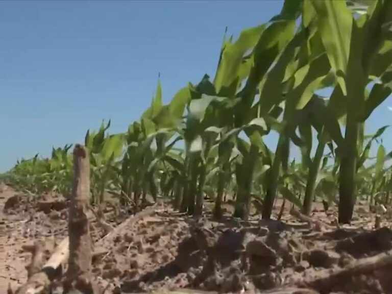 Brazos County to offer CEU for agricultural pesticide license holders