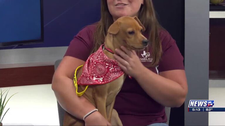 Aggieland Humane Society Pet of the Week: Fausto