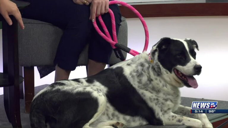 Aggieland Humane Society Pet of the Week: Sephora