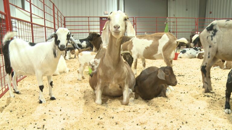 Packed weekend ahead at Brazos Valley Fair & Rodeo