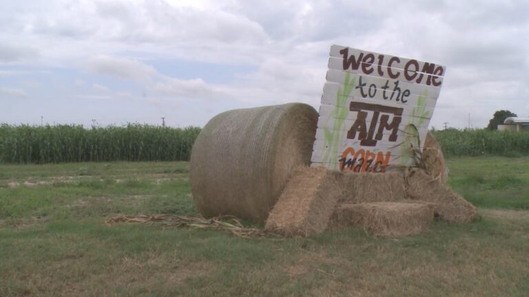 Texas A&M Agronomy Society cancels annual corn maze due to drought