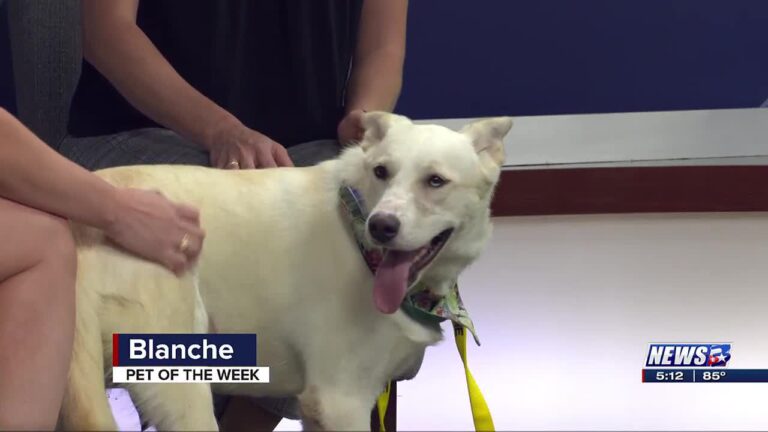 Aggieland Humane Society Pet of the Week: Blanche