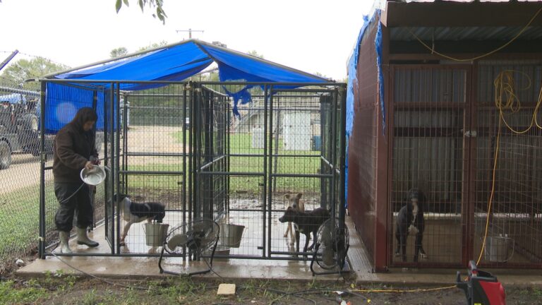 Madisonville animal shelter faces overcrowding ahead of winter