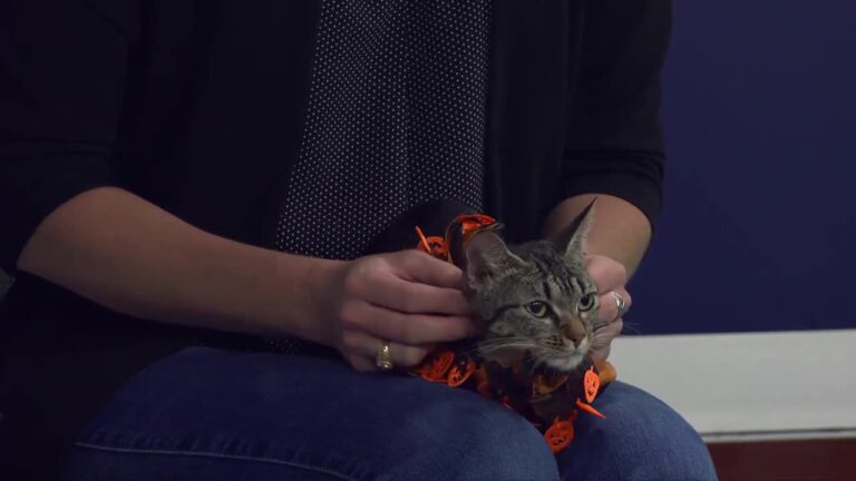 Aggieland Humane Society Pet of the Week: Maz Kanata