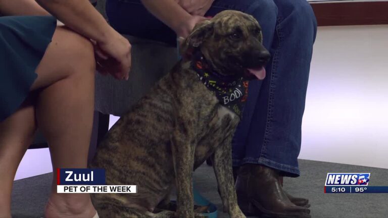 Aggieland Humane Society Pet of the Week: Zuul