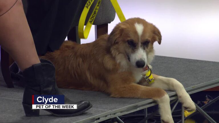 Aggieland Humane Society Pet of the Week: Clyde