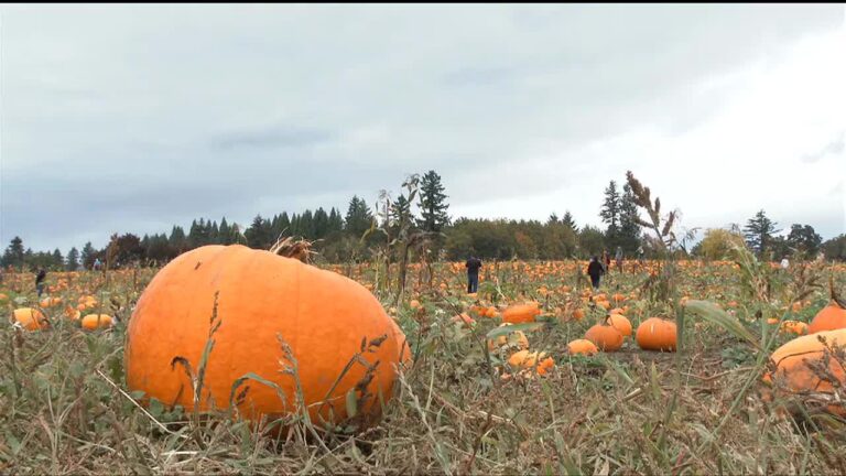 Focus at Four: Texas pumpkin crop down due to drought