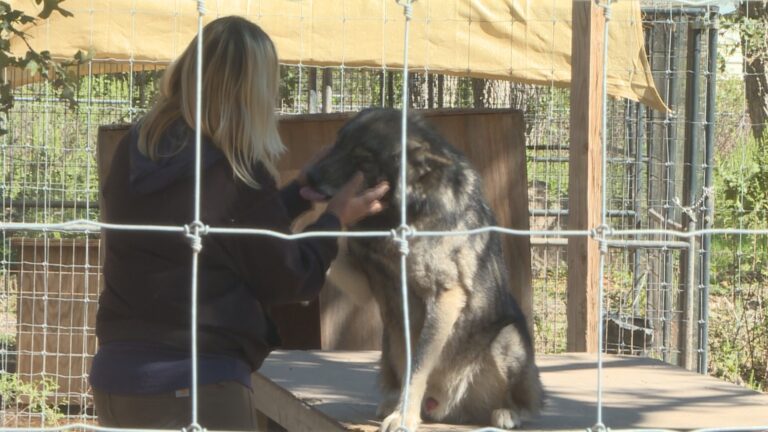 Open house event for Twin Rivers Wolf & Wolfdog Sanctuary this weekend