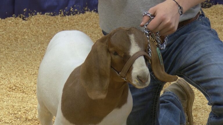 Southern Classic to prepare youth to show livestock