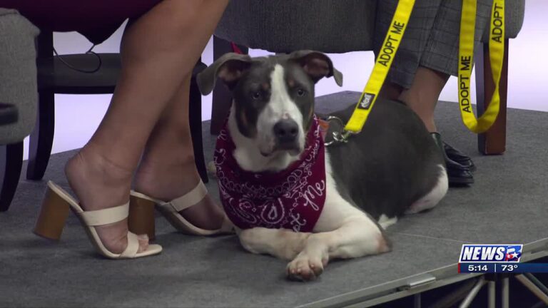 Aggieland Humane Society Pet of the Week: Turtle