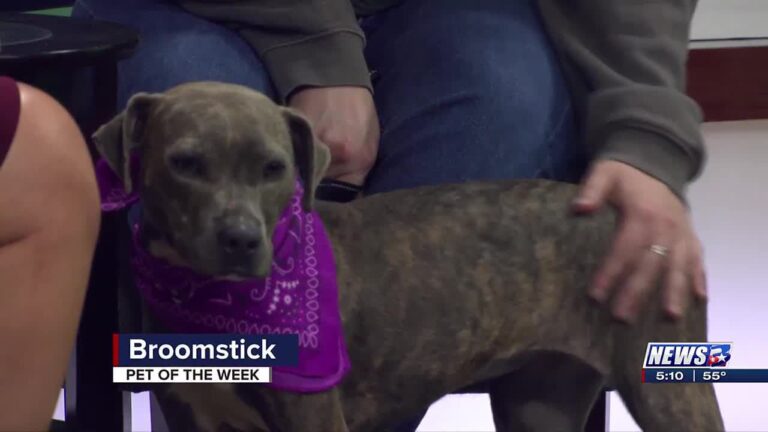 Aggieland Humane Society Pet of the Week: Broomstick