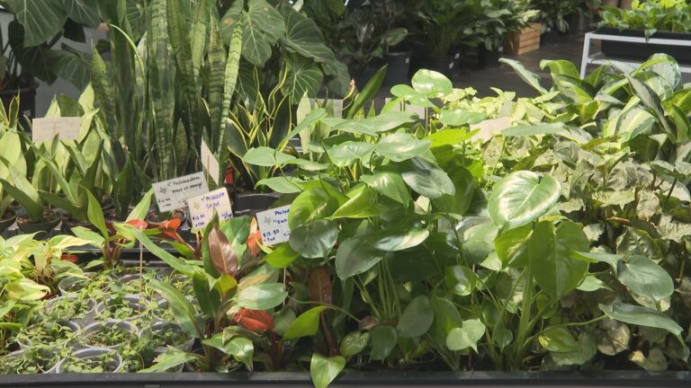 Plant shop owner shares tips on keeping plants alive, healthy in changing conditions