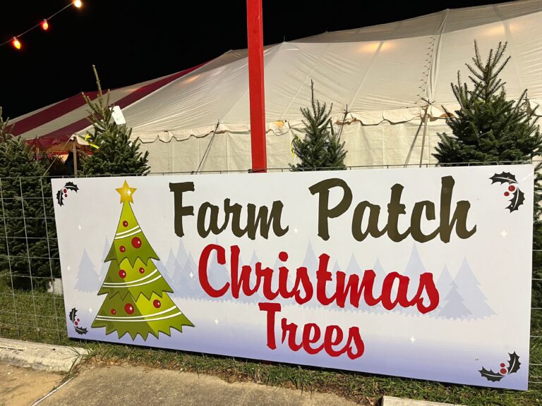 Farm Patch Christmas Tree Lot opens for 2023 holiday season