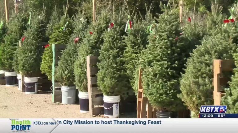 College Station Noon Lions Club tree lot opens