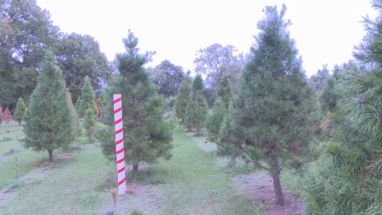 Hearne Christmas tree farm closed for the season, others remain open