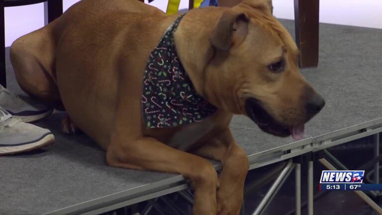 Aggieland Humane Society Pet of the Week: Buster