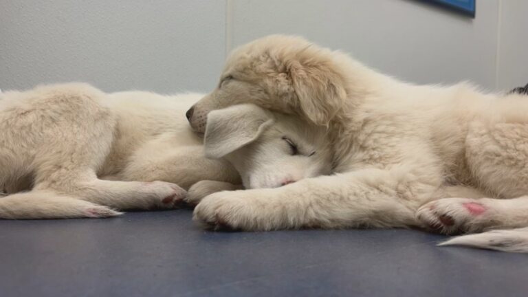 Puppies in quarantine after being abandoned on Robertson County highway