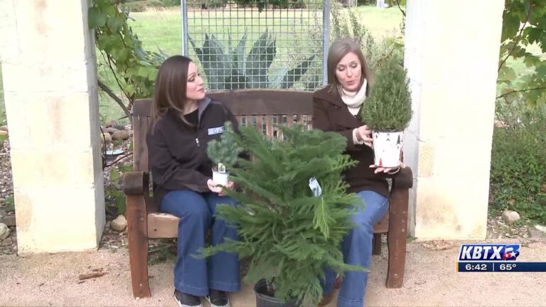 Weekend Gardener: Live Christmas tree options