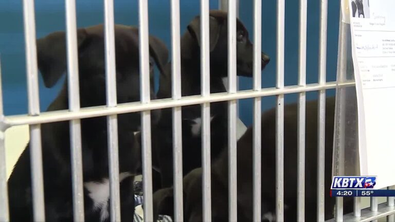 Aggieland Humane Society doubles ideal capacity